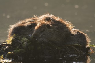 Nutria or swamp beaver (Myocastor coypus), female with young, North Rhine-Westphalia, Germany,