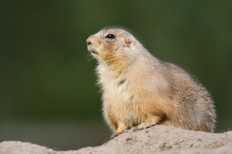 Black-tailed prairie dog (Cynomys ludovicianus) at the den, North America