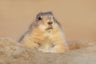 Black-tailed prairie dog (Cynomys ludovicianus) looking out of its den, North America