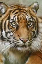 Sumatran tiger (Panthera tigris sumatrae), portrait, captive, native to Sumatra