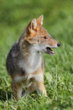 Golden jackal (Canis aureus), young animal, captive, occurring in Europe and Asia