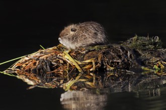 Nutria or swamp beaver (Myocastor coypus), juvenile, North Rhine-Westphalia, Germany, neozoon in