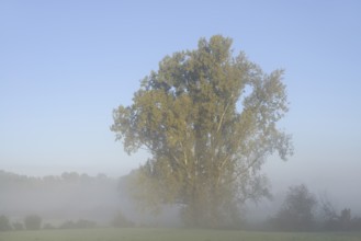 Bastard black poplar or Canada poplar (Populus ×canadensis, Populus ×euramericana) in the morning