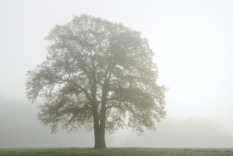 English oak (Quercus robur, Quercus pedunculata) in a field in the morning mist, North
