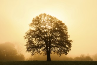 English oak (Quercus robur, Quercus pedunculata) in the morning mist at sunrise, North
