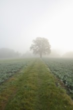 English oak (Quercus robur, Quercus pedunculata) on a field path in the morning mist, North