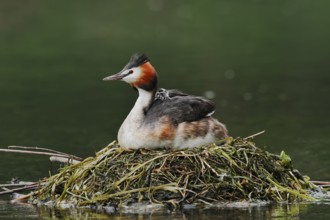 Great Crested Grebe (Podiceps scalloped ribbonfish) with chicks on the nest, North