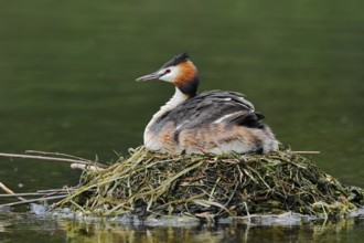 Great Crested Grebe (Podiceps Scalloped ribbonfish) sitting on its nest, North Rhine-Westphalia,