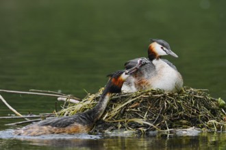 Great Crested Grebe (Podiceps Scalloped ribbonfish) feeding chicks on the nest, North