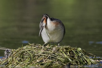 Great Crested Grebe (Podiceps cristatus) on the nest, North Rhine-Westphalia, Germany