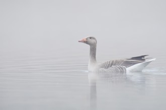Greylag goose (Anser anser) swimming in the morning mist on a lake, North Rhine-Westphalia, Germany