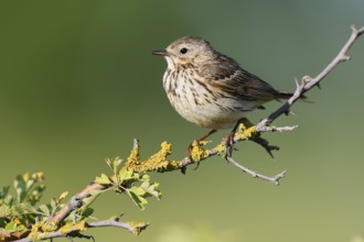 Meadow Pipit (Anthus pratensis), Schleswig-Holstein, Germany