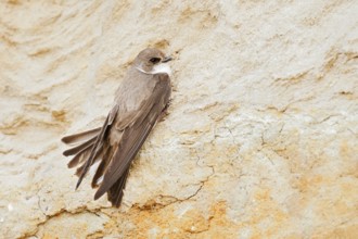 Sand martin (Riparia riparia) sitting on the breeding wall, Schleswig-Holstein, Germany