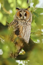 Long-eared owl (Asio otus) sitting in a tree, North Rhine-Westphalia, Germany