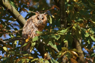 Long-eared owl (Asio otus) sitting in a tree, North Rhine-Westphalia, Germany