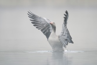 Greylag goose (Anser anser), wings flapping in the morning mist, North Rhine-Westphalia, Germany