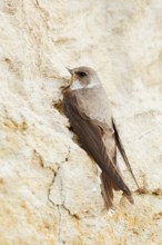 Sand martin (Riparia riparia) sitting on the breeding wall, Schleswig-Holstein, Germany