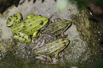 Pond frogs (Pelophylax esculentus, Rana esculenta) sitting on a stone, North Rhine-Westphalia,