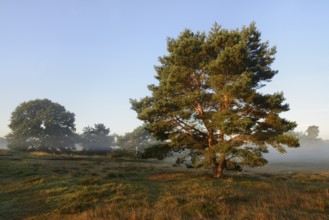 Scots pine or Scots pine (Pinus sylvestris) in heathland, Westruper Heide, North Rhine-Westphalia,