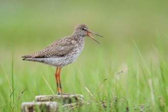 Redshank (Tringa totanus) calling, Schleswig-Holstein, Germany