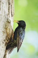 Starling (Sturnus vulgaris) at the breeding den, North Rhine-Westphalia, Germany