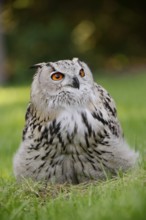 Turkmen Eagle Owl or Turkmen Eagle Owl (Bubo bubo omissus) sitting in a meadow, captive, occurrence