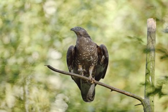 Honey buzzard (Pernis apivorus) sitting on a branch, Bavaria, Germany