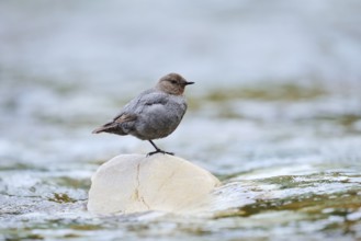 Grey White-throated White-throated Dipper (Cinclus mexicanus), Waterton Lakes National Park,
