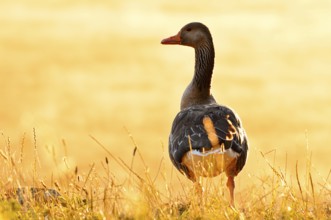 Greylag goose (Anser anser) standing against the light in a meadow at sunrise, North