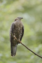Honey buzzard (Pernis apivorus) sitting on a branch, Bavaria, Germany