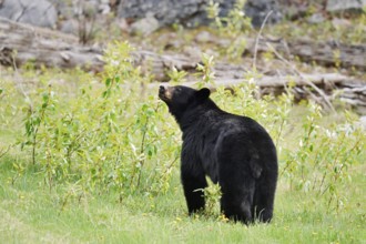 American Black Bear (Ursus americanus), Jasper National Park, Alberta, Canada