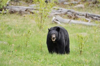American Black Bear (Ursus americanus) eating grasses, Jasper National Park, Alberta, Canada