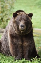 European brown bear (Ursus arctos arctos), captive, Bavaria, Germany