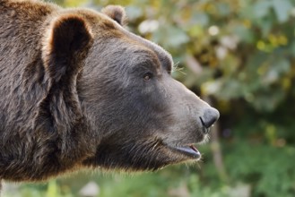European brown bear (Ursus arctos arctos), portrait, captive, Bavaria, Germany