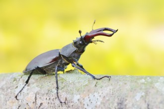 Stag beetle (Lucanus cervus), male, North Rhine-Westphalia, Germany