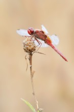 Scarlet Dragonfly (Crocothemis erythraea), male with dewdrops, North Rhine-Westphalia, Germany