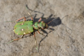 Field sand beetle or field sandpiper (Cicindela campestris), North Rhine-Westphalia, Germany