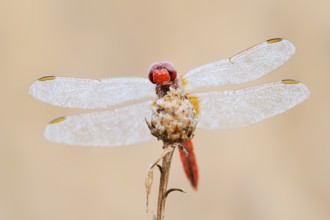 Scarlet Dragonfly (Crocothemis erythraea), male with dewdrops, North Rhine-Westphalia, Germany