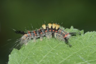 Blackthorn brush moth or small brush moth (Orgyia antiqua), caterpillar, North Rhine-Westphalia,