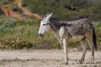 Domestic donkey (Equus asinus asinus) with jackdaws (Corvus monedula, Coloeus monedula) on its