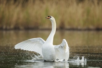 Mute swan (Cygnus olor), flapping wings, North Rhine-Westphalia, Germany