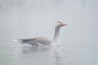 Greylag goose (Anser anser), swimming in the morning mist on a pond, North Rhine-Westphalia,