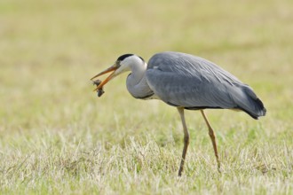 Grey heron (Ardea cinerea) standing in a meadow with a preyed mouse, North Rhine-Westphalia,