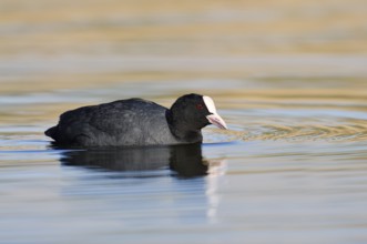 Eurasian Coot or coot rail (Fulica atra), North Rhine-Westphalia, Germany