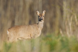 European roe deer (Capreolus capreolus), doe, North Rhine-Westphalia, Germany