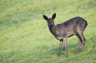 European roe deer (Capreolus capreolus), black roebuck, Lower Saxony, Germany