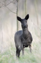 European roe deer (Capreolus capreolus), black doe in winter, Lower Saxony, Germany