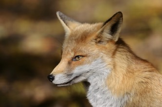 Red fox (Vulpes vulpes), portrait, North Rhine-Westphalia, Germany