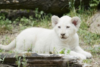 White lion (Panthera leo), young, captive, occurrence in Africa