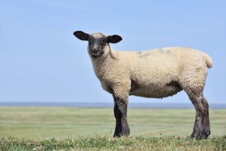 German black-headed meat sheep or black-headed sheep (Ovis orientalis aries), lamb,